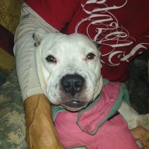 Meet your Posher, Don